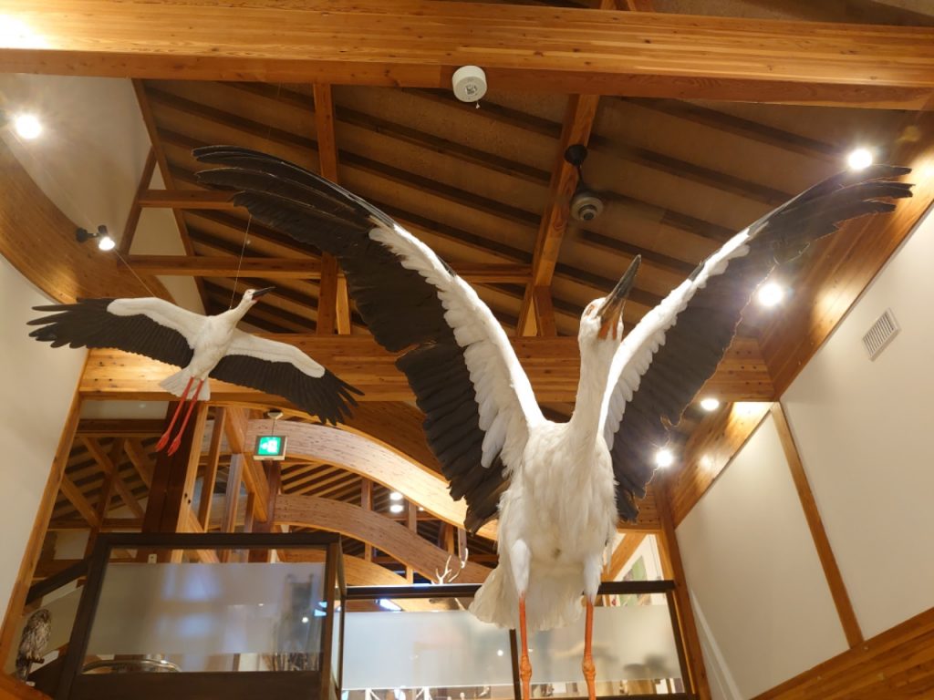 コウノトリ