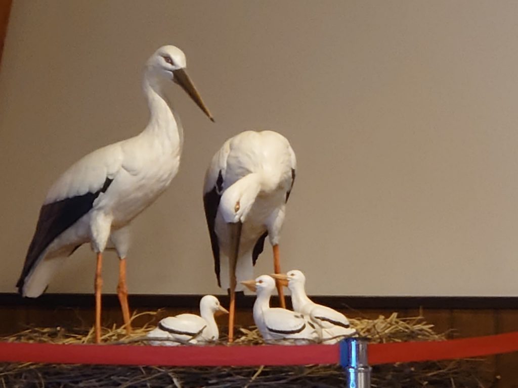 コウノトリ